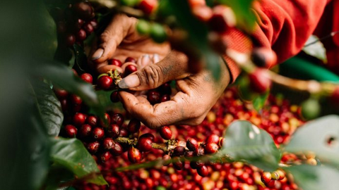 Nguồn cung cà phê Robusta từ Việt Nam có thể bị chậm lại