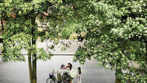 Tháng Mười hoa sữa...