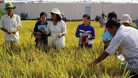 Thiết lập liên kết gen mặn trên cây lúa trong điều kiện biến đổi khí hậu