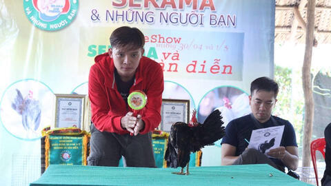 Nuôi “gà siêu mẫu” kiếm tiền khủng