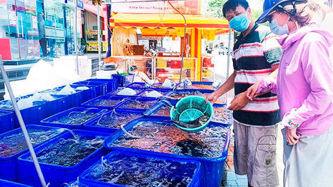 Giá giảm 50%, cá mú vẫn không có đầu ra