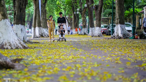 Hà Nội sang thu, lá phủ vàng khắp các con phố