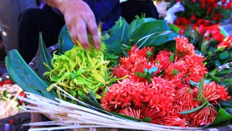Hoa hoàng lan có giá đắt đỏ 1,5 triệu/kg vẫn cháy hàng