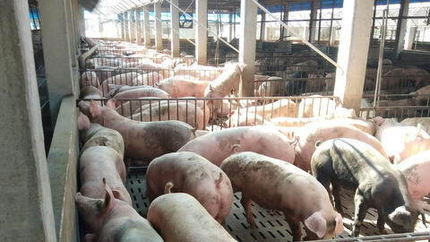 Đà tăng giá heo hơi chững lại