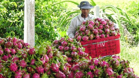 Nhà vườn trồng thanh long 'lao đao' vì thương lái không mua