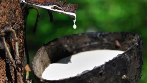 Chịu tác động tiêu cực bởi COVID-19, xuất khẩu cao su tháng 9 vẫn tăng