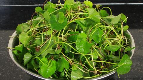 5 bài thuốc chữa viêm phế quản giúp người bệnh bớt khò khè, tức ngực
