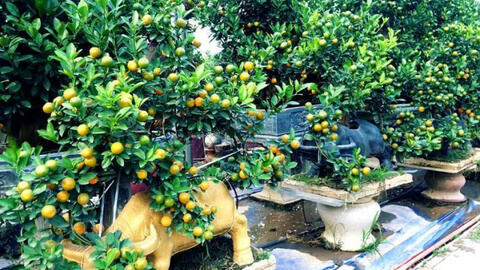 Nhà vườn Tứ Liên tấp nập khách ra vào chọn trâu vàng chở quất
