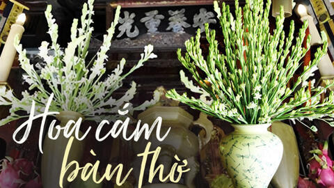 Ý nghĩa đặc biệt của hoa huệ trắng khi cắm trên bàn thờ không phải ai cũng biết