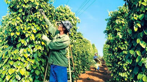 Giá tiêu tiếp tục tăng, lên gần 65.000 đồng/kg