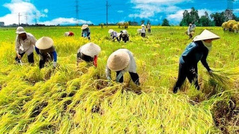 Giá gạo xuất khẩu của Ấn Độ bất ngờ tăng mạnh