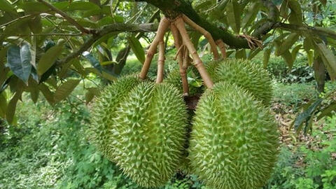 Giá thực phẩm ngày 12/7: Xoài, mít giảm giá, sầu riêng ổn định