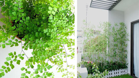 Vị trí cây xanh hợp phong thủy cho ban công, khai thông tài vận