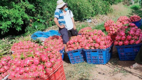 Thực hư thông tin siêu thị Anh ngừng bán thanh long Việt Nam