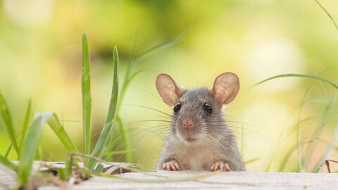 Tuổi Bính Tý 1996 xuất hành Tết 2022 vào giờ nào, hướng nào tốt nhất?