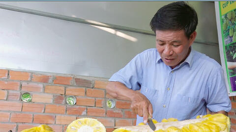 Bất ngờ với giống mít tạo ra quả 50kg ở Bến Tre