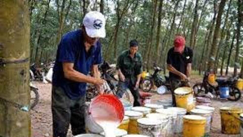 Cao su xuất khẩu tháng 8 giảm cả về lượng lẫn giá trị do ảnh hưởng của dịch COVID-19