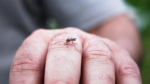 Phát hiện sốt xuất huyết trước khi quá muộn