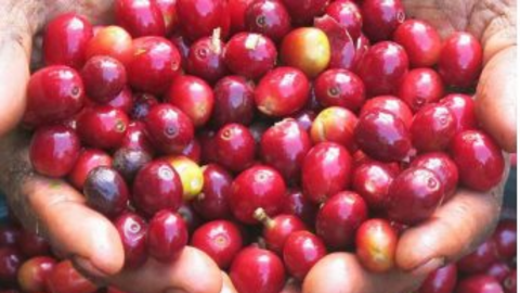 Nguồn cung cà phê thế giới được dự báo giảm, nhu cầu tăng