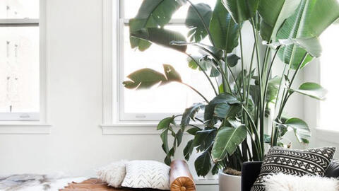 Đưa cây xanh vào nhà phố làm sao để hiệu quả