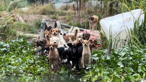 Người phụ nữ thuê trọn hòn đảo, giấu gia đình một mình nuôi hơn 200 chú chó lang thang
