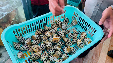 Nhà hàng bán 1,8 triệu đồng/kg ốc hương ở Nha Trang 'không chặt chém' nhưng vẫn tạm dừng kinh doanh