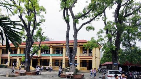 Hà Nội cần thống nhất trong quản lý cây xanh ở trường học