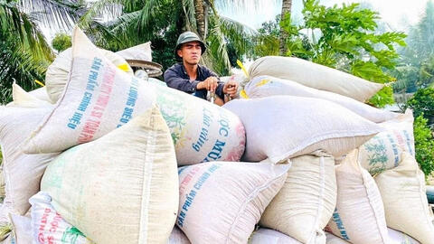 Các ngân hàng 'giải cứu' lúa gạo ĐBSCL