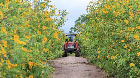 Cuối thu, ta có hẹn với dã quỳ