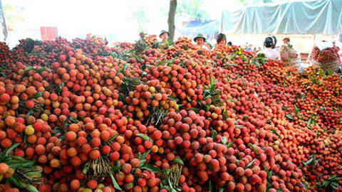 Giữa tâm dịch COVID-19, vải thiều Bắc Giang sẽ tiêu thụ như thế nào?