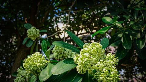 Câu chuyện loài hoa ngọt ngào đầu phố đêm đêm