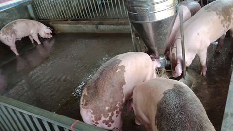 Giá heo hơi miền Tây tiếp tục giảm do dịch COVID-19 lan rộng