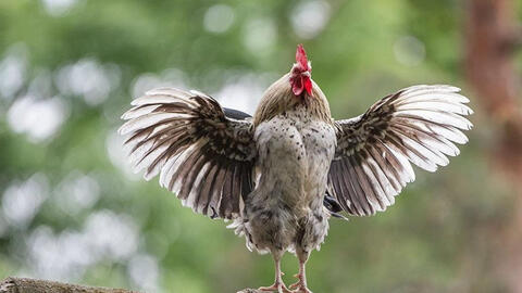 Tuổi Quý Dậu 1993 xuất hành Tết 2022 vào giờ nào, hướng nào tốt nhất?