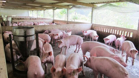 Giá heo hơi vùng nào đang cao nhất?