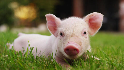 Tuổi Tân Hợi 1971 xuất hành Tết 2022 vào giờ nào, hướng nào tốt nhất?