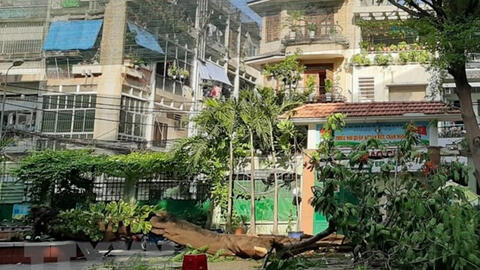 Họp báo vụ cây đổ tại trường học: Thầy Hiệu trưởng nhận trách nhiệm chính về vụ việc