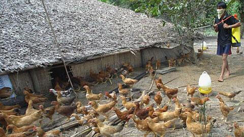 Tiêu hủy hơn 10.000 con gà mắc cúm A/H5N6 tại Bà Rịa-Vũng Tàu