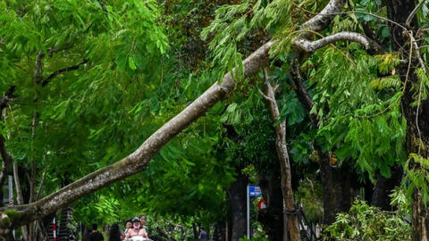 Vì sao hơn 10.000 cây xanh gãy đổ sau cơn bão cấp 8-9 tại Huế cho thấy điều gì?