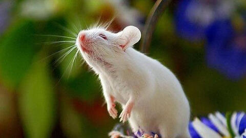 Tuổi Nhâm Tý 1972 xuất hành Tết 2022 vào giờ nào, hướng nào tốt nhất?