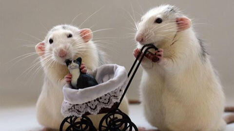 Xem tuổi xông đất 2022 cho gia chủ tuổi Canh Tý 1960