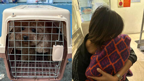 Vụ cún cưng của Châu Bùi gặp nạn: Quy trình gửi động vật đi máy bay thực hiện như thế nào?