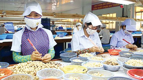 Xuất khẩu hạt điều giảm