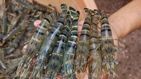 Xuất khẩu thủy sản đạt gần 8 tỷ USD