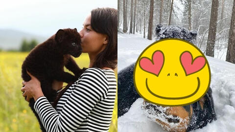 Bị mẹ bỏ rơi lúc mới chào đời, chú báo con được cô gái trẻ nhận nuôi và cái kết "đáng ghen tị" sau gần 3 năm