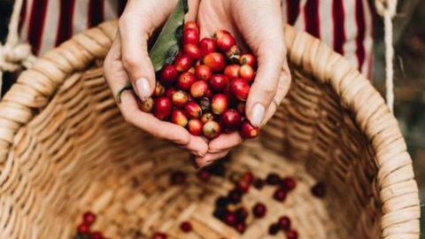 Xuất khẩu cà phê Arabica phục hồi