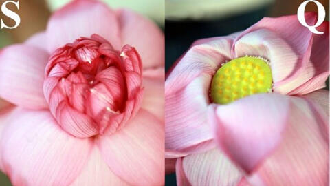 Phân biệt hoa sen và hoa quỳ để tránh bị mua nhầm