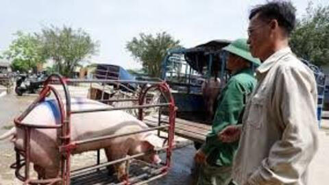 Giá heo hơi vẫn giảm cục bộ