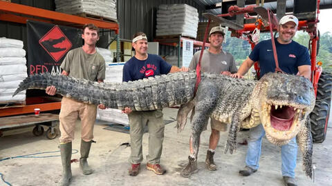Thợ săn Mỹ: 7 tiếng như dưới địa ngục, đánh vật với cá sấu khổng lồ dài hơn 4,3 m, nặng 364 kg