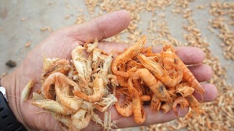 Phân biệt tôm khô tự nhiên và tôm khô hóa chất