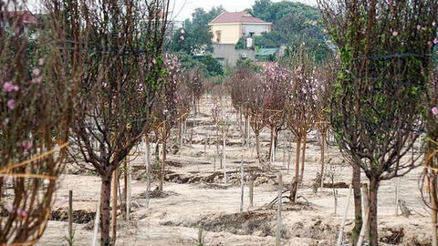 Hàng chục hộ dân ở Hải Dương lo lắng trước nguy cơ mất trắng vụ đào bán Tết